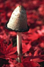 Mushroom